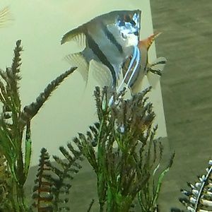 Meet your Posher, Leslie